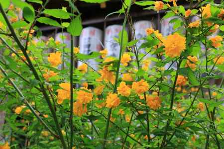 七重八重　花は咲けども 