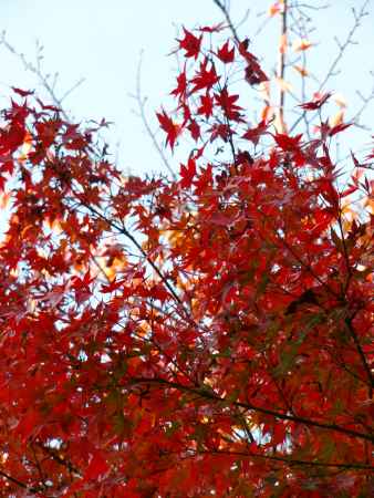2013もみじ2