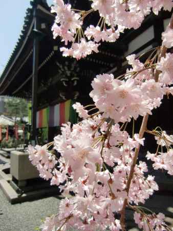 六角堂7桜と