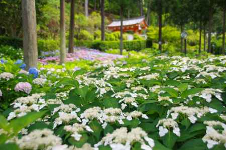 三室戸寺の白い額紫陽花と山門