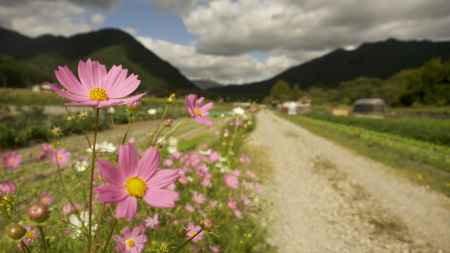 大原のコスモス