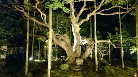 宝泉院の五葉松