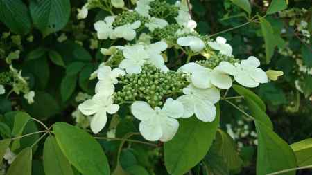 大原三千院 紫陽花