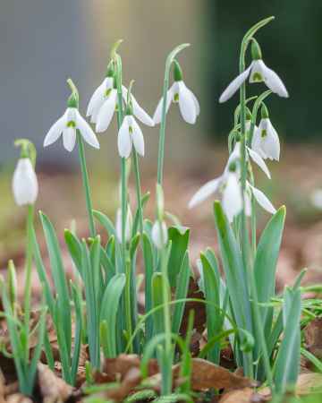 スノードロップ