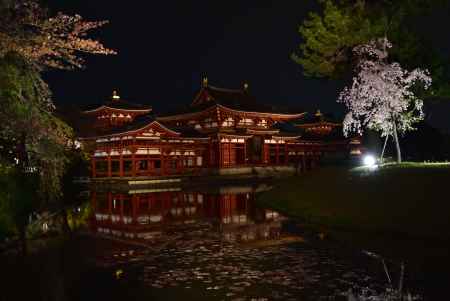 平等院と夜桜
