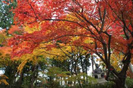 金戒光明寺（黒谷さん）の紅葉ー７