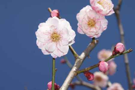 梅小路公園梅園ー１