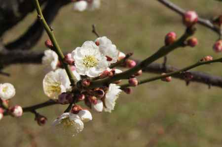 梅小路公園梅園ー2