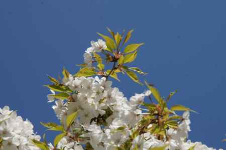 大原野神社ー３