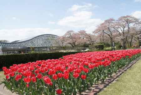 京都府立植物園－１
