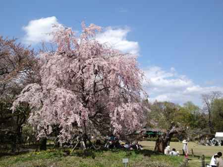 京都府立植物園－４