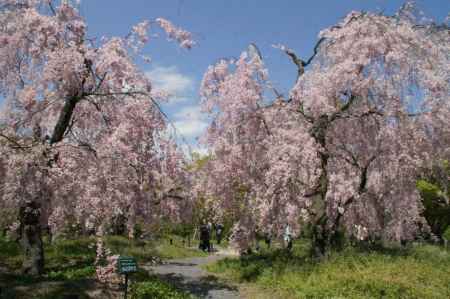 京都府立植物園ー６