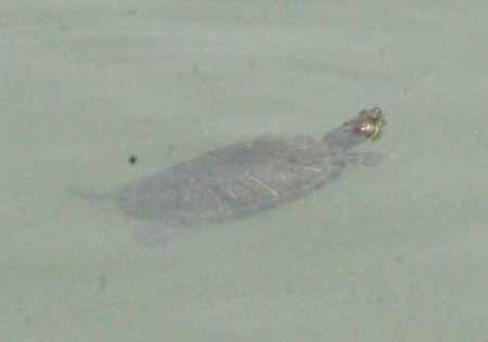 長岡天満宮ー８