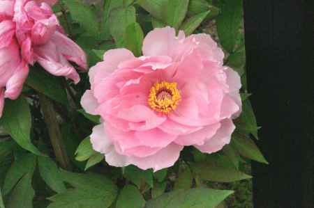 乙訓寺の牡丹ー７