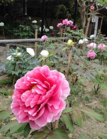 乙訓寺の牡丹ー９