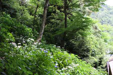 柳谷観音楊谷寺 あじさい回廊よりながめる 1