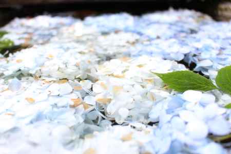 手水舎に浮かぶ紫陽花 2