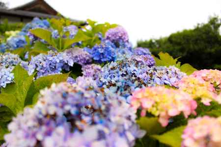 柳谷観音楊谷寺 あじさい 2