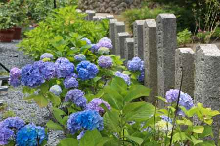 柳谷観音楊谷寺 あじさい 10