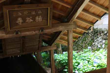 柳谷観音楊谷寺 あじさい回廊 2