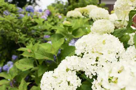白いあじさい