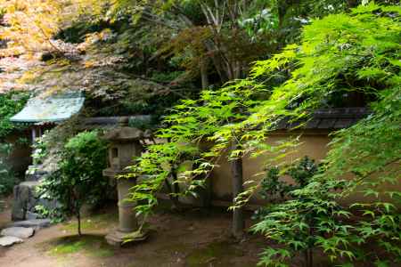 鮮やかな青もみじ