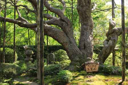 大原 宝泉院五葉松