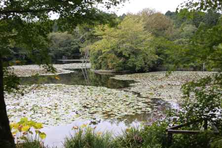 龍安寺 )鏡容池