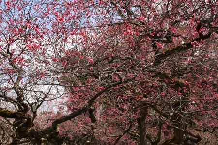 北野天満宮 梅苑④