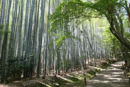 地蔵院 (竹の寺)3
