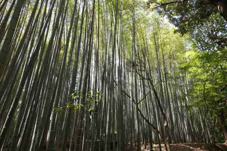地蔵院 (竹の寺)5