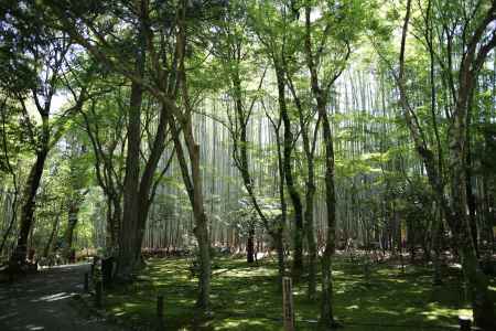 地蔵院 (竹の寺)18