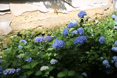 楊谷寺(柳谷観音) あじさい回廊