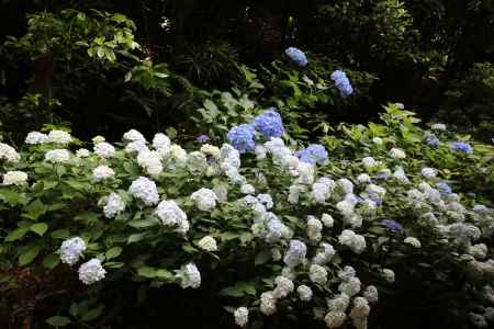 楊谷寺(柳谷観音) あじさい回廊2