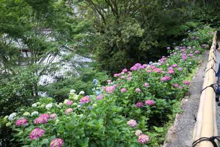 楊谷寺(柳谷観音) あじさい