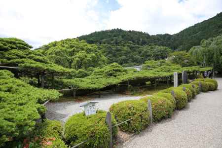 善峯寺　遊龍の松