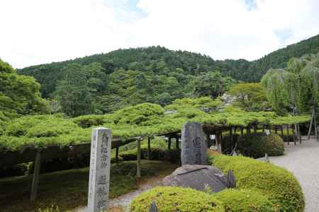 善峯寺　天然記念物の松