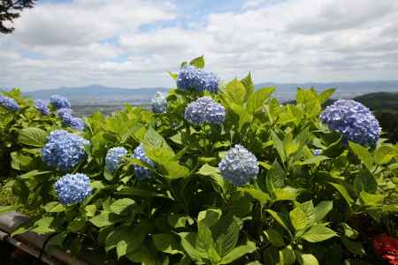 善峯寺　あふれる紫陽花