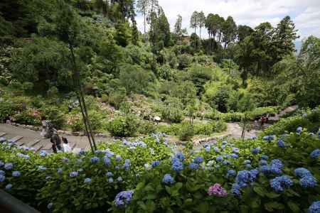 善峯寺　連なるアジサイ