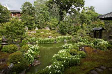 両足院　初夏の風物詩