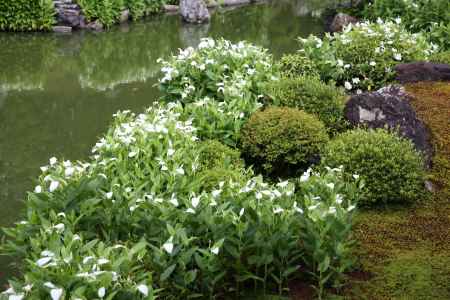 両足院　半夏生の白い庭