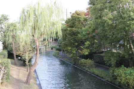 伏見濠川 柳並木