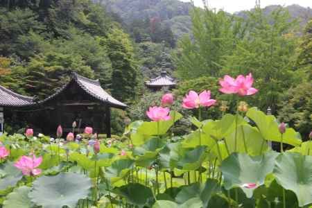 三室戸寺のハス
