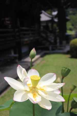 三室戸寺の本堂と一輪のハス