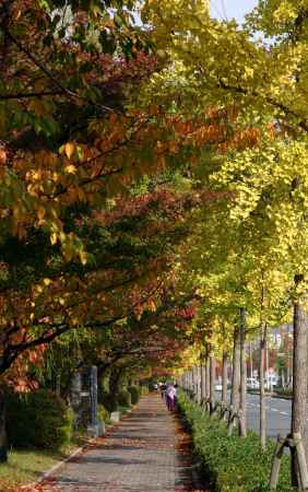 鴨川岸の散歩道　出町柳付近