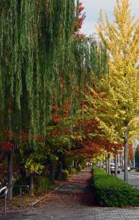 鴨川岸の散歩道　出町柳付近　２