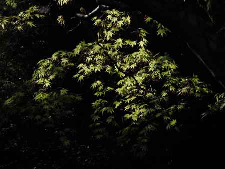 詩仙堂の青もみじ