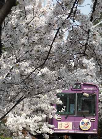 嵐電　桜のトンネル