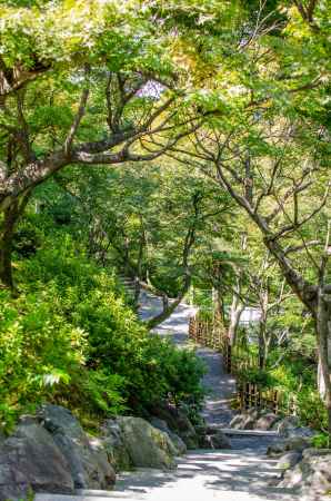 東福寺の洗玉澗で、空をも覆う楓の緑を見る