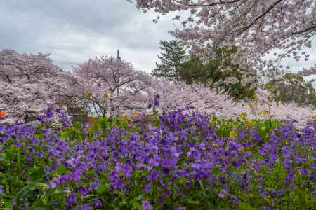 伏見の濠川沿いの桜とスミレ